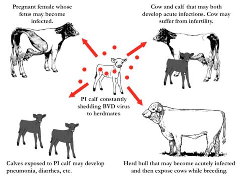 Bovine Viral Diarrhea Virus Alabama Cooperative Extension System