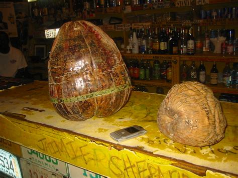 Worlds Largest Coconut Flickr Photo Sharing