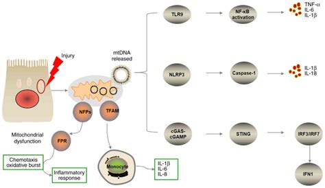 Systemic Inflammatory Response Syndrome Is Triggered By Mitochondrial Damage Review