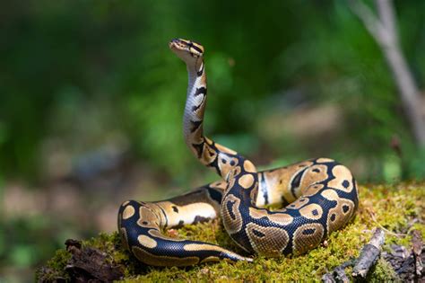 Königspythons und ihre Haltung im Terrarium