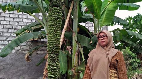 Viral Buah Pisang Berisi 51 Tandan Sepanjang 1 3 Meter Awalnya Dikira