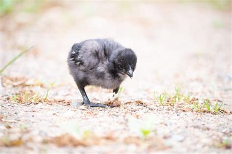 How to Monitor Humidity in an Incubator - The Pioneer Chicks