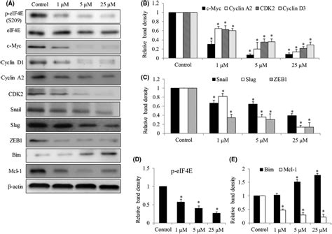 Bay1143269 Inhibits Eukaryotic Translation Initiator Factor 4e