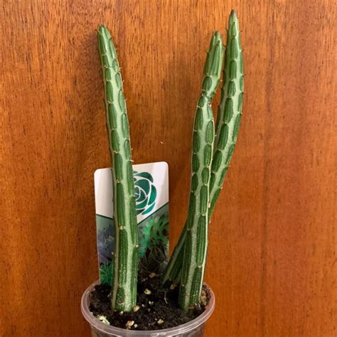 How To Care For The Quirky Pickle Plant A Comprehensive Guide