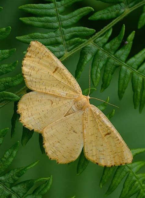 Sussex Moth Group Angerona Prunaria