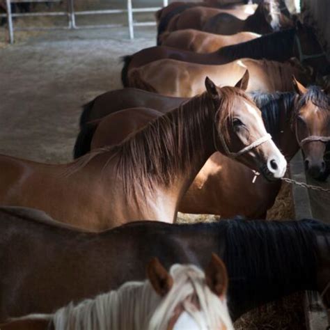 Cavalo Árabe Guia Completo Origem Cuidados Preço e mais