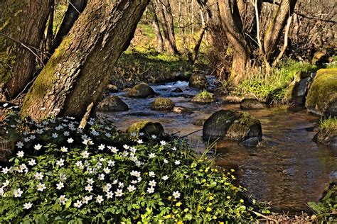 Bakgrundsbilder Landskap Tr D Vatten Natur Skog B Ck Tr Sk