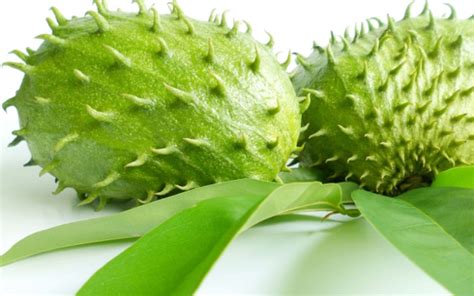 Guyabano Health Benefits - Medicinal Properties of an Exotic Fruit