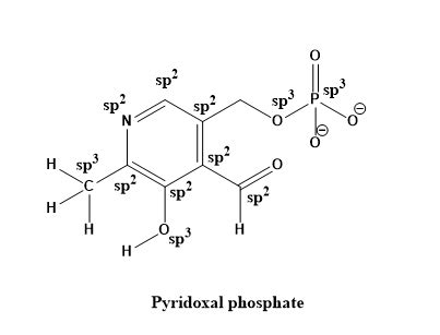 Pyridoxal phosphate, a close relative of vitamin B_6, is involved in a large number of metabolic ...