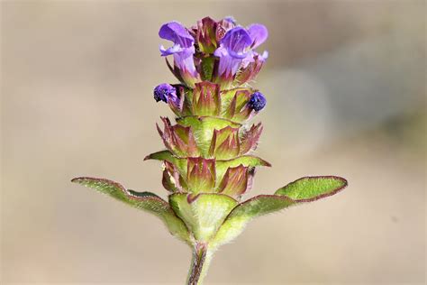 Gewöhnliche Braunelle Prunella vulgaris 1 Gewöhnliche Flickr