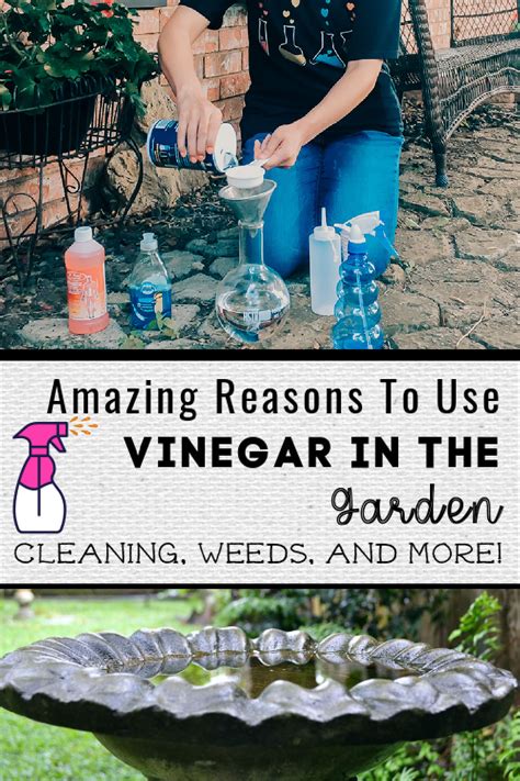 Amazing Benefits of Vinegar in the Garden & Why it Works