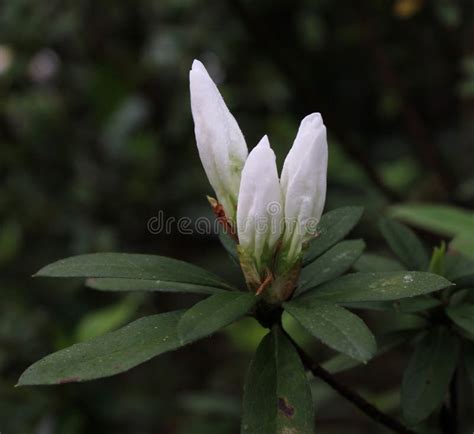 flower bud   white azalea plant stock photo image  green leaf