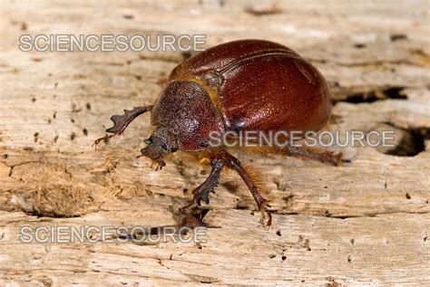 Photograph Earth Boring Dung Beetle Science Source Images