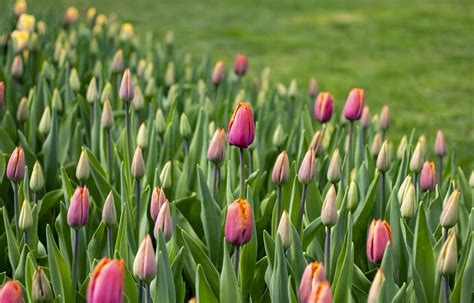 Tulips Flowers Field - Free photo on Pixabay - Pixabay