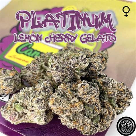 PLATINUM LEMON CHERRY GELATO 6-PACK (FEM)