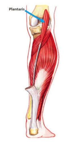 Flexors of the knee Flashcards | Quizlet