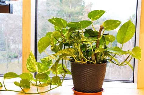 Epipremnum Aureum Golden Pothos Plant Care