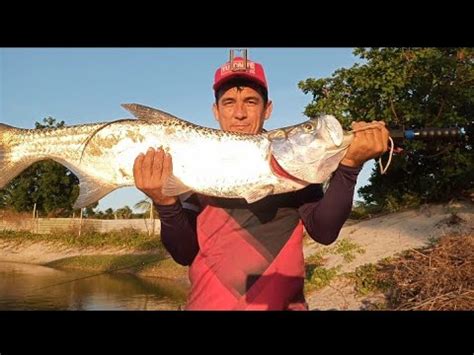 Pescaria De Baby Tarpon YouTube