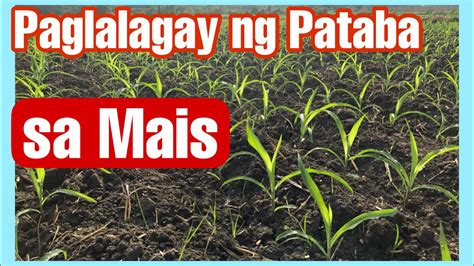 Paglalagay Ng Pataba Sa Mais Urea And Consort Bio Fertilizer YouTube