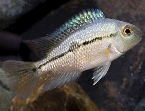 Nicaragua Cichlid Freshwater Aquarium Fish | Arizona Aquatic Gardens