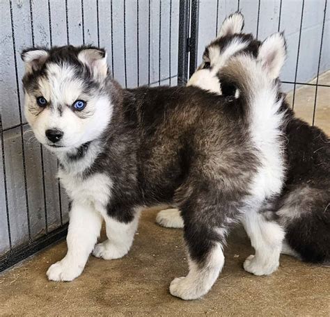 Husky Puppies Pure Bred Siberian Huskys PetClassifieds