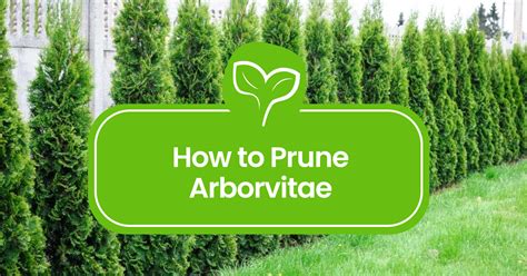 Pruning Arborvitae 101 A Guide To Perfectly Shaped Hedges Plant