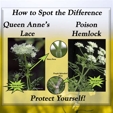 Spotting The Difference Between Queen Annes Lace And Poison Hemlock Utica Greens Energy