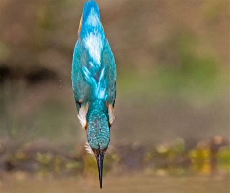 How do kingfishers avoid concussions when diving? It might be in their genes | Ars Technica