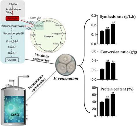 通过 Fusarium V Enenatum 的代谢工程和发酵优化，高效生产菌蛋白并降低二氧化碳排放journal Of