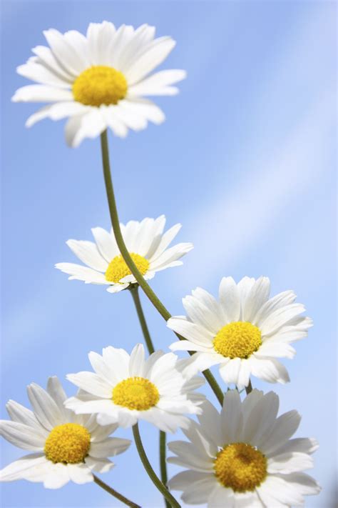 Daisy comes from the Old English "daes eage," meaning "day's eye." The
