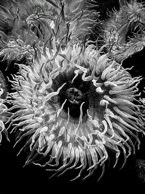 Anemone In Black And White Photograph By Tiffany Anne Pettengill Fine