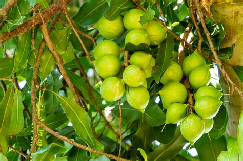 The Increasing Presence Of Kenyan Macadamias In The Global Market Tridge