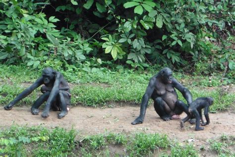 Visit wild bonobos north of Kinshasa in Congo and pygmy tribe tour in ...