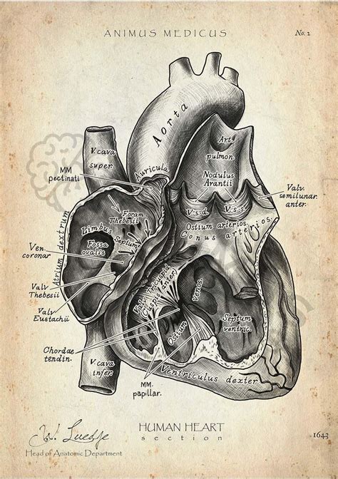 Anatomiebilder Und Anatomieposter Kaufen Anatomy Art Human Anatomy