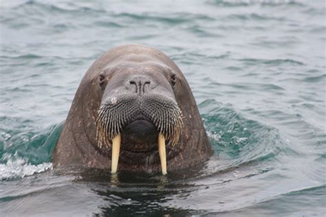 animal: Walrus