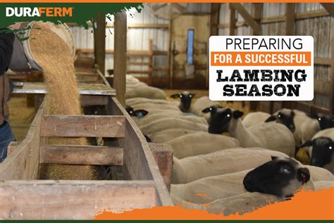 Preparing For A Successful Lambing Season DuraFerm