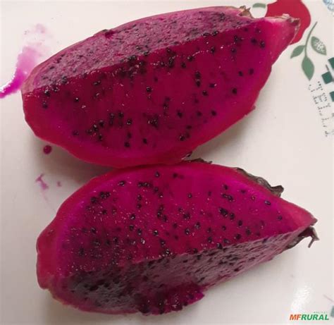 Polpa De Pitaya Vermelha Congelada Em Irec Ba Venda Compre