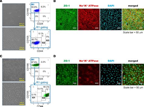 Figure 1 From The Different Binding Properties Of Cultured Human