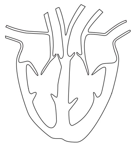 Edexcel IGCSE Biology - Structure of the Heart Diagram | Quizlet