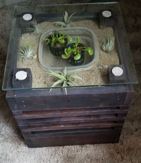 Venus Flytrap/Air Plant Illuminated Terrarium : 7 Steps - Instructables