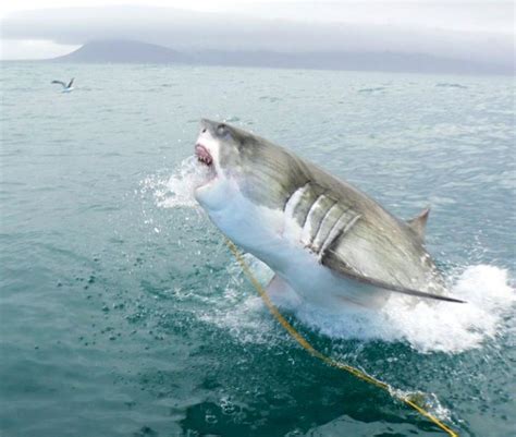 Fun Ganssi: Great white shark hunting