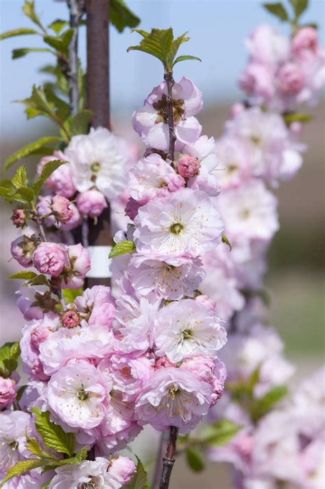 Double Flowering Plum - Tree - Plant Library - Pahl's Market - Apple ...