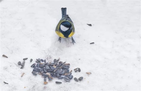 Kohlmeise Und Sonnenblumenkerne Auf Dem Schnee Im Winter F Ttern Sie