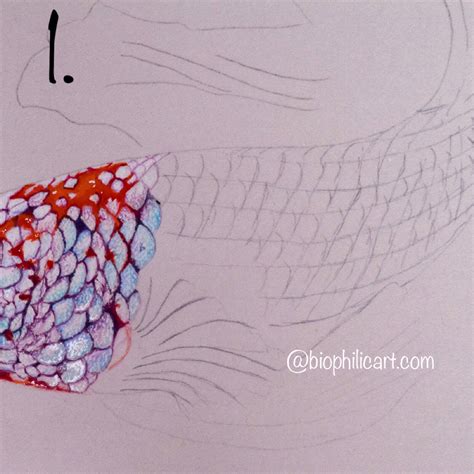 Fish Scales Drawing at GetDrawings | Free download