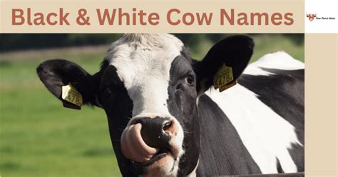 250 Black & White Cow Names [With Meanings] - Cow Name Ideas