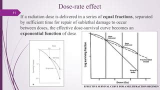 Fractionation in Radiotherapy | PPT