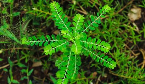 Phyllanthus Urinaria Benefits Uses Plant Care Tips