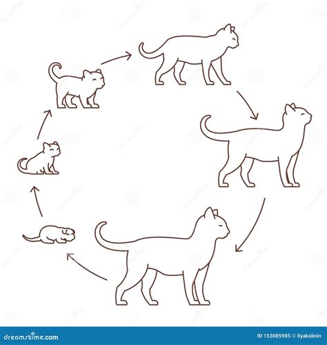 Ciclo De Vida Dos Gatos Fdplearn