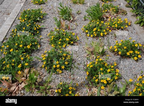 Green and gold Stock Photo - Alamy