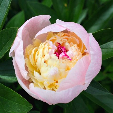 Premium Photo Beautiful Pink Peonies In The Garden